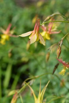 Barnebys columbine - Latin name - Aquilegia barnebyi