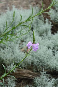 Obedient plant Vivid - Latin name - Physostegia virginiana Vivid