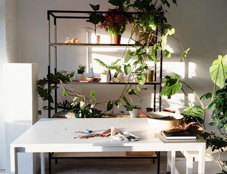 Home gardening. Workspace with plants and table for home gardening. Shelves and tables for plants. Sunset, hard light