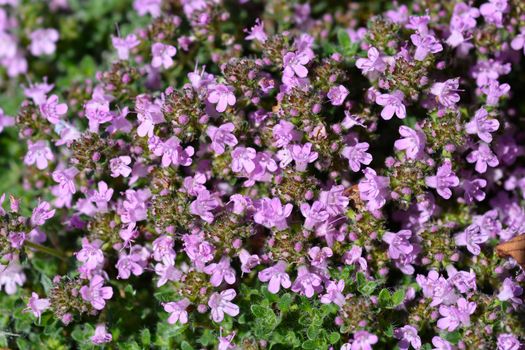 Wild thyme - Latin name - Thymus polytrichus