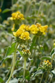 Jerusalem sage yellow flowers - Latin name - Phlomis fruticosa