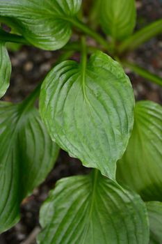 Mountain hosta leaves - Latin name - Hosta kiyosumiensis