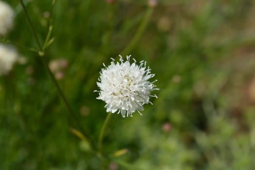 Giant scabious flower - Latin name - Cephalaria leucantha