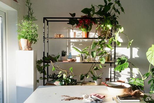 Home gardening. Workspace with plants and table for home gardening. Shelves and tables for plants. Sunset, hard light