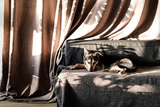 Cute mixed breed dog sleeping on a couch, hard leaf shadows on the curtain. Living room. Brown and gray colors