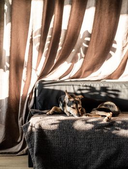 Cute mixed breed dog sleeping on a couch, hard leaf shadows on the curtain. Living room. Brown and gray colors