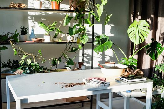 Home gardening. Workspace with plants and table for home gardening. Shelves and tables for plants. Sunset, hard light