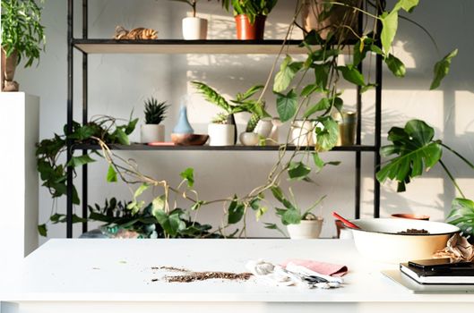 Home gardening. Workspace with plants and table for home gardening. Shelves and tables for plants. Sunset, hard light