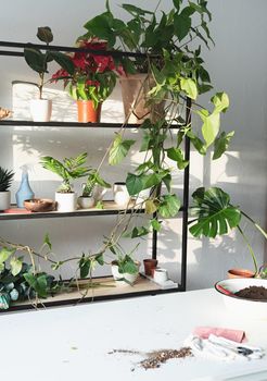 Home gardening. Workspace with plants and table for home gardening. Shelves and tables for plants. Sunset, hard light