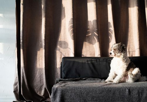 Cute mixed breed dog sitting on a couch, hard leaf shadows on the curtain. Living room. Brown and gray colors