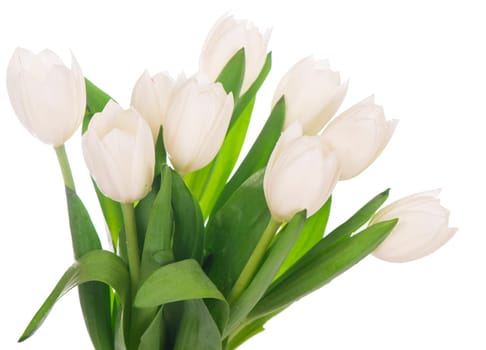 white tulip isolated on the white background