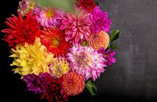 Red, white, yellow dahlia august colorful background. View of multicolor dahlia flowers. Beautiful dahlia flowers on green background. Summer flowers is genus of plants in sunflower family Asteracea