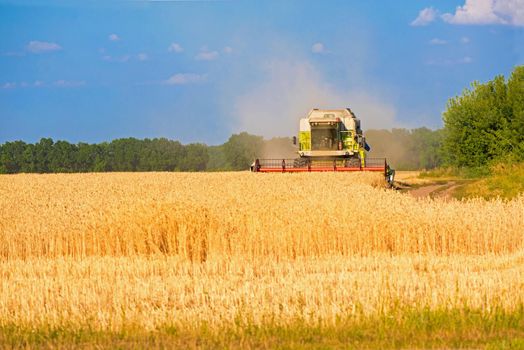 Harvester machine to harvest wheat field working. Combine harvester agriculture machine harvesting golden ripe wheat field. Agriculture