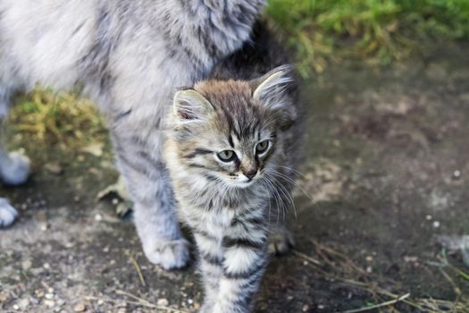 A small gray kitten in nature in the grass. Portrait of a kitten. Domestic animals   