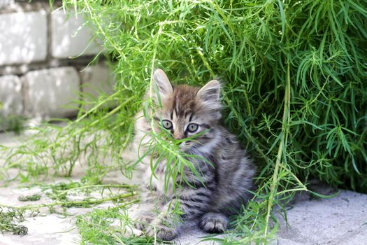 A small gray kitten in nature in the grass. Portrait of a kitten. Domestic animals 