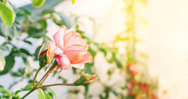 One large close-up of a pink rose in the sun at sunset. Pink and white rose bushes blooming in the garden. Caring for rose bushes and shrubs. Copy space