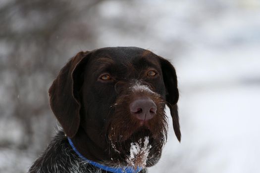 Portrait of a German dog. hunting, German wire hair. High quality photo