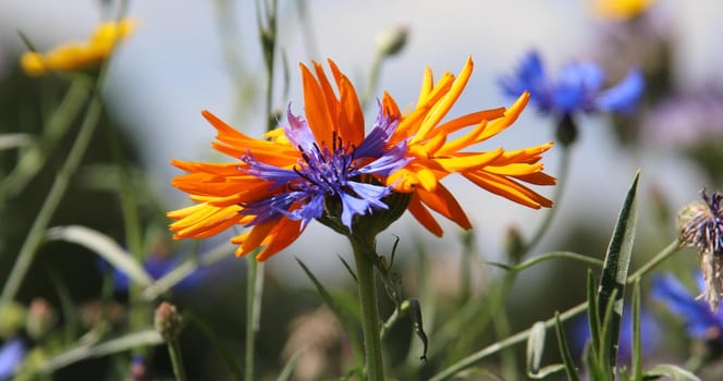 beautiful colorful flower meadow with a visit of honey bees