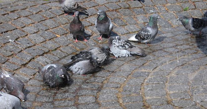 Pigeons peck and drink at the fountain in the city center