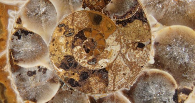 Petrification pyritized, 150 million years old, Bavaria