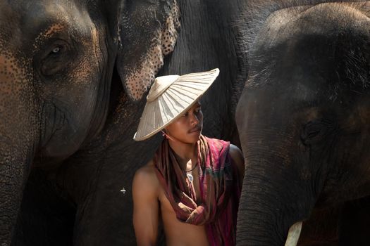 Portrait of Elephant and mahout in the forest.