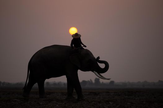 Portrait of Elephant and mahout in the forest.