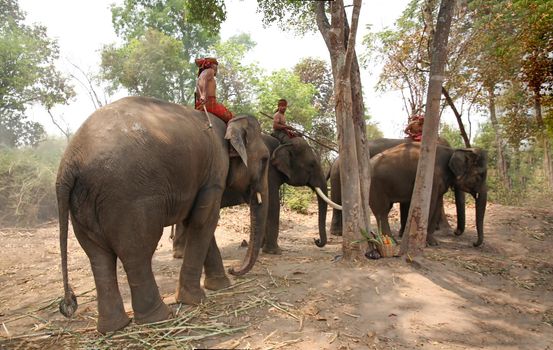 Portrait of Elephant and mahout in the forest.