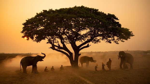 Silhouetted People Sitting On Grass By Tree With Elephant On Field Against Sky
