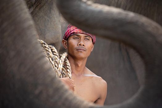 Portrait of Elephant and mahout in the forest.