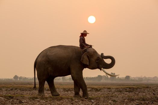 Portrait of Elephant and mahout in the forest.