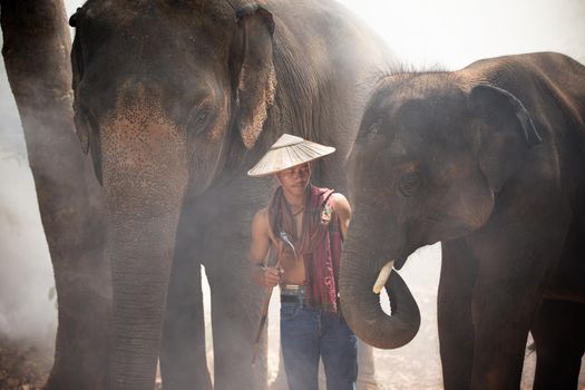 Portrait of Elephant and mahout in the forest.