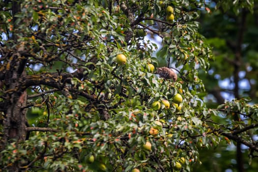 Fieldfare, Turdus pilaris. Bird eats apples from a tree.