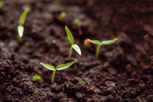 Young green sprouts of pepper in the ground. Growing seedlings in spring for planting in a greenhouse.