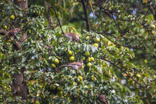 Fieldfare, Turdus pilaris. Bird eats apples from a tree.