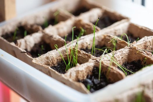 Young green sprouts of leeks in the ground. Growing seedlings in spring for planting in a greenhouse.