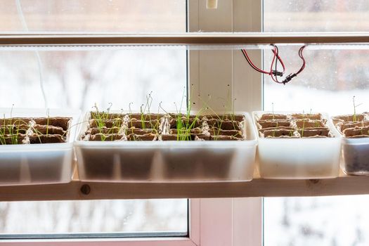 Young green sprouts of leeks in the ground under a phytolamp. Growing seedlings in spring for planting in a greenhouse.