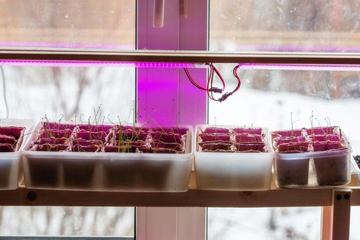 Young green sprouts of leeks in the ground under a phytolamp. Growing seedlings in spring for planting in a greenhouse.