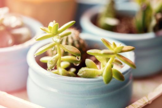 Home potted evergreens after watering on the windowsill. Succulent plant with water drops on the leaves.