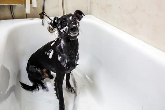 Portrait of cute small a dog showering with shampoo. Funny dog with soap foam on his head. Dog in the bathroom in grooming salon. Beauty salon for animals in Minsk.