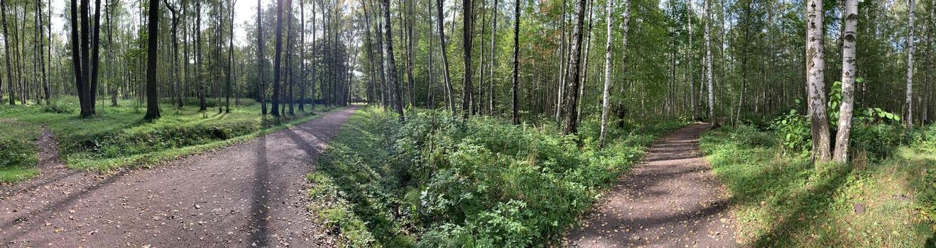 Panorama of first days of autumn in a park, long shadows, blue sky, Buds of trees, Trunks of birches, sunny day, path in the woods, yellow leafs, perspective