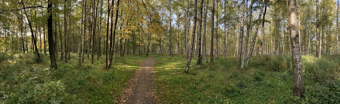 Panorama of first days of autumn in a park, long shadows, blue sky, Buds of trees, Trunks of birches, sunny day, path in the woods, yellow leafs, perspective