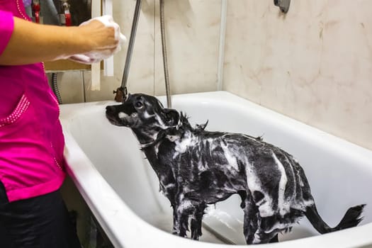 Female washes little cute dog with shampoo. Funny dog with soap foam on his head. Dog in the bathroom in grooming salon. Beauty salon for animals in Minsk.