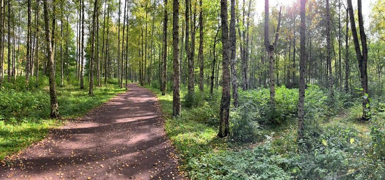 Panorama of first days of autumn in a park, long shadows, blue sky, Buds of trees, Trunks of birches, sunny day, path in the woods, yellow leafs, perspective