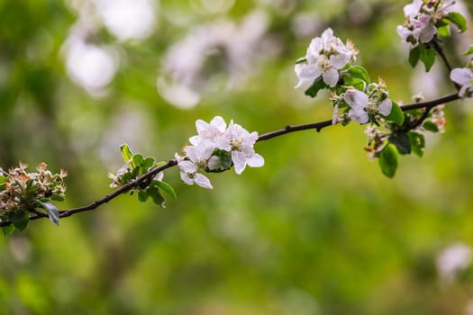 The blossoming cherry in a botanical garden of the city of Minsk, Belarus. Spring in Minsk. Blooming lilacs and chestnuts. Walk in the city.