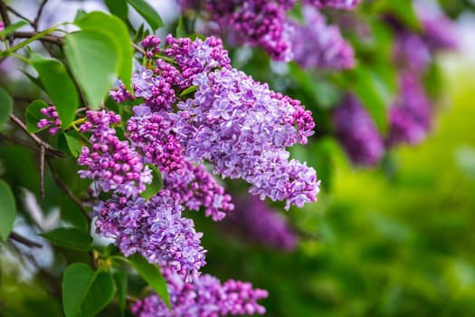 The blossoming grade lilac in a botanical garden of the city of Minsk, Belarus. Spring in Minsk. Blooming lilacs and chestnuts. Walk in the city.