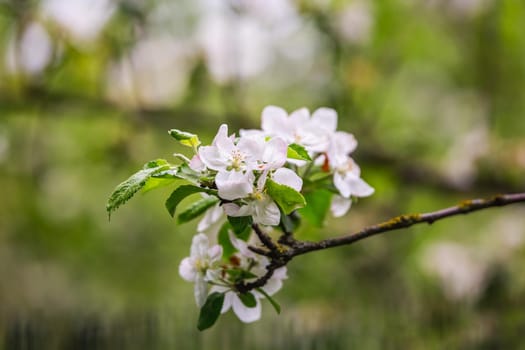 The blossoming cherry in a botanical garden of the city of Minsk, Belarus. Spring in Minsk. Blooming lilacs and chestnuts. Walk in the city.