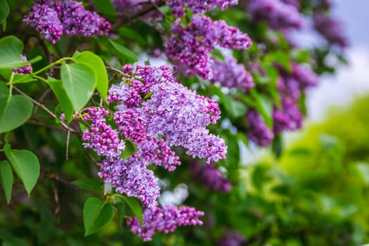 The blossoming grade lilac in a botanical garden of the city of Minsk, Belarus. Spring in Minsk. Blooming lilacs and chestnuts. Walk in the city.