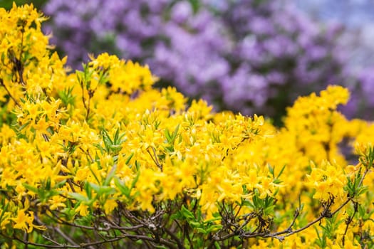 The blossoming grade lilac in a botanical garden of the city of Minsk, Belarus. Spring in Minsk. Blooming lilacs and chestnuts. Walk in the city.