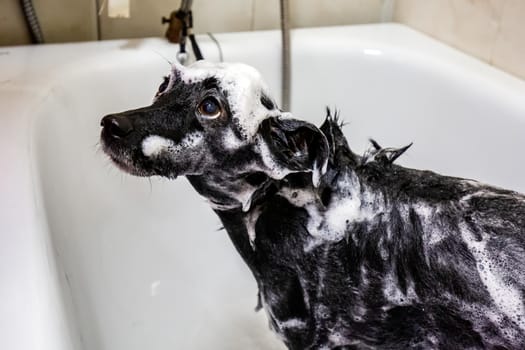 Portrait of cute small a dog showering with shampoo. Funny dog with soap foam on his head. Dog in the bathroom in grooming salon. Beauty salon for animals in Minsk.