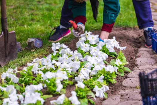 Gardener works in a botanical garden of the city of Minsk, Belarus. Spring in Minsk. Blooming lilacs and chestnuts. Walk in the city.
